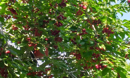 برداشت میوه های رنگارنگ تابستانی در نهاوند