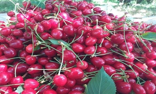 برداشت میوه های رنگارنگ تابستانی در نهاوند