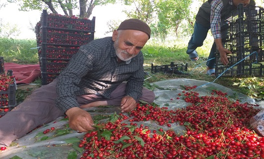 برداشت میوه های رنگارنگ تابستانی در نهاوند