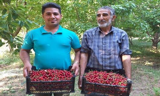 برداشت میوه های رنگارنگ تابستانی در نهاوند