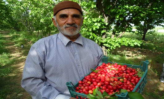 برداشت میوه های رنگارنگ تابستانی در نهاوند