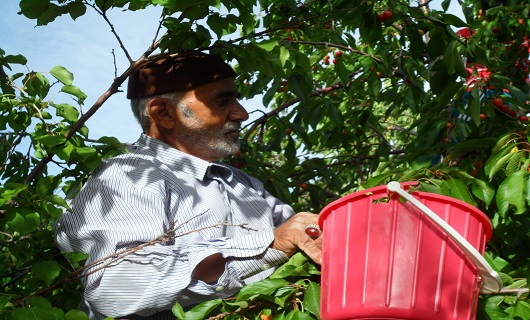 برداشت میوه های رنگارنگ تابستانی در نهاوند