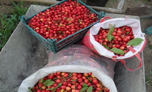 برداشت میوه های رنگارنگ تابستانی در نهاوند
