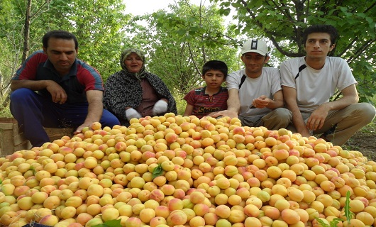 برداشت میوه های رنگارنگ تابستانی در نهاوند