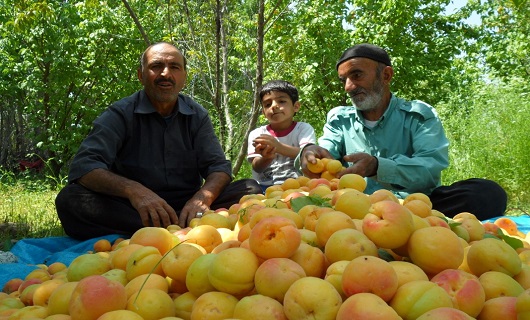 برداشت میوه های رنگارنگ تابستانی در نهاوند