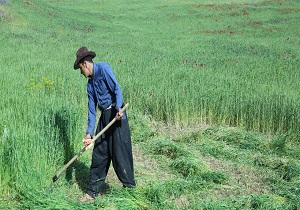 پیش بینی برداشت ۱۴ هزار تن علوفه خشک از مزارع فریدن