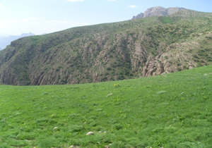 میزان تولید علوفه در مراتع خراسان شمالی به ۱۳۰ هزار تن رسید