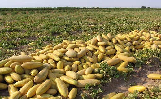 پیش‌بینی برداشت بیش از ۳ هزار تن خربزه آبی در زیرکوه