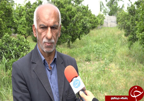 کشاورزی آسان با اختراع دستگاه بذرکار خطی در مازندران + فیلم