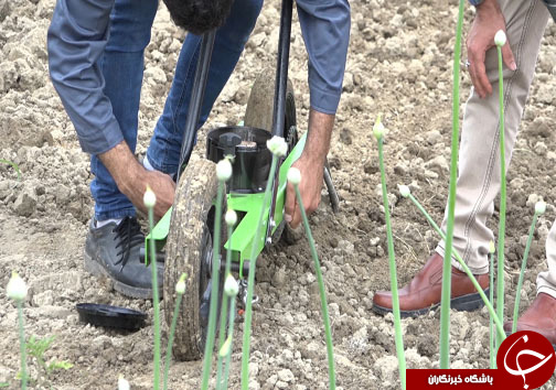 کشاورزی آسان با اختراع دستگاه بذرکار خطی در مازندران + فیلم