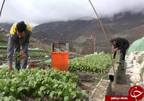 کشاورزی آسان با اختراع دستگاه بذرکار خطی در مازندران + فیلم