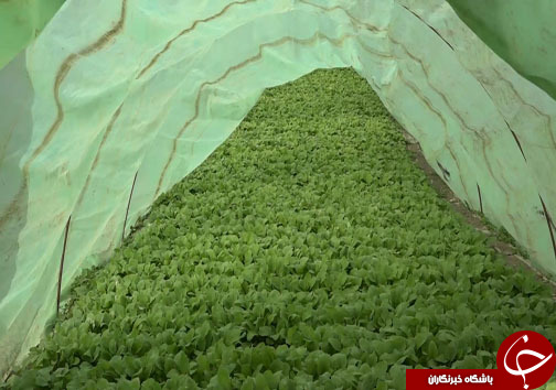 کشاورزی آسان با اختراع دستگاه بذرکار خطی در مازندران + فیلم