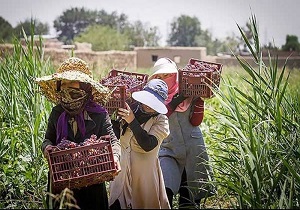ایجاد ۸ صندوق اعتباری خرد روستایی در آبیک