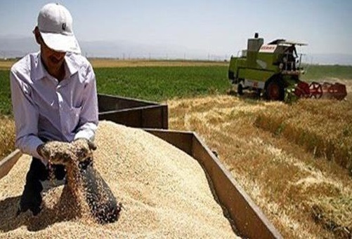 وجوه خرید تضمینی گندم کشاورزان نقدی پرداخت می شود