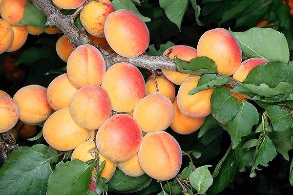 صدور گواهی کیفیت موسوم به گپ برای زردآلوی آباده