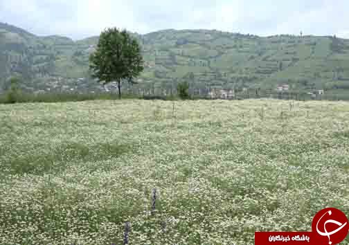 سرباز جوانی که سرباز سازندگی مازندران لقب گرفت