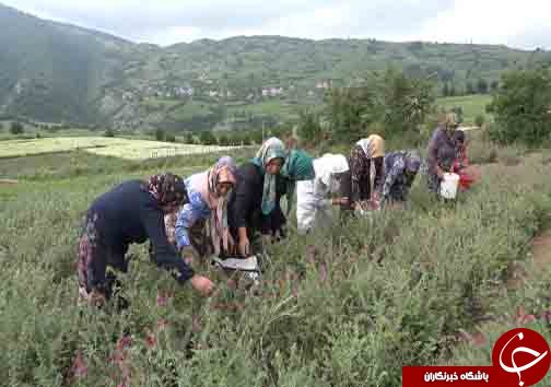 سرباز جوانی که سرباز سازندگی مازندران لقب گرفت