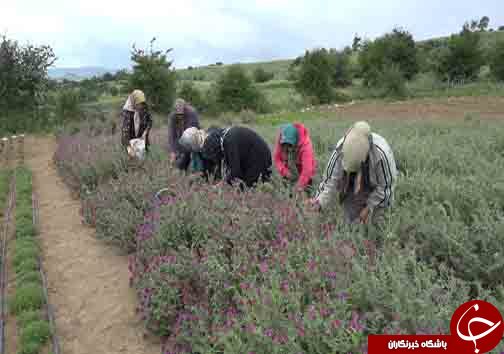 سرباز جوانی که سرباز سازندگی مازندران لقب گرفت