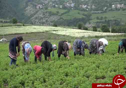 سرباز جوانی که سرباز سازندگی مازندران لقب گرفت