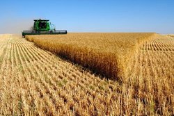 خریداری خوشه&zwnj;های طلایی از گندمکاران کردستانی