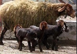 استان زنجان قطب تحقیقات دام سبک در کشور است