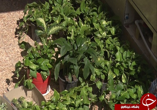 هر خانه، یک گلخانه/کاغذ زباله نیست+فیلم