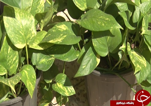 هر خانه، یک گلخانه/کاغذ زباله نیست+فیلم