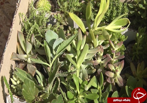 هر خانه، یک گلخانه/کاغذ زباله نیست+فیلم