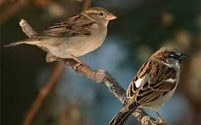 مرگ غم&zwnj;انگیز دختر یک&zwnj;ساله در &laquo;سیمکان&raquo; جهرم