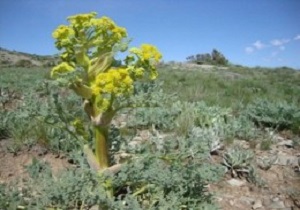 احیای گیاهان دارویی در ۱۵ هزار هکتار عرصه طبیعی استان سمنان