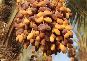 آغاز برداشت محصول خارک و رطب