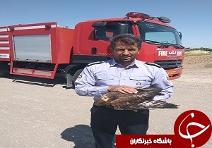 عقاب جوان در طبیعت رهاسازی شد
