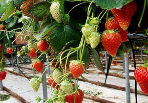 توصیه‌های هواشناسی کشاورزی