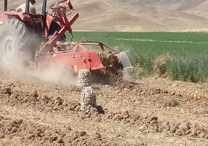 آغاز برداشت محصول سیر از مزارع بن