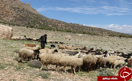 زندگی عشایر خاتم جلوه&zwnj;ای از صفا، صمیمیت و ساده زیستی
