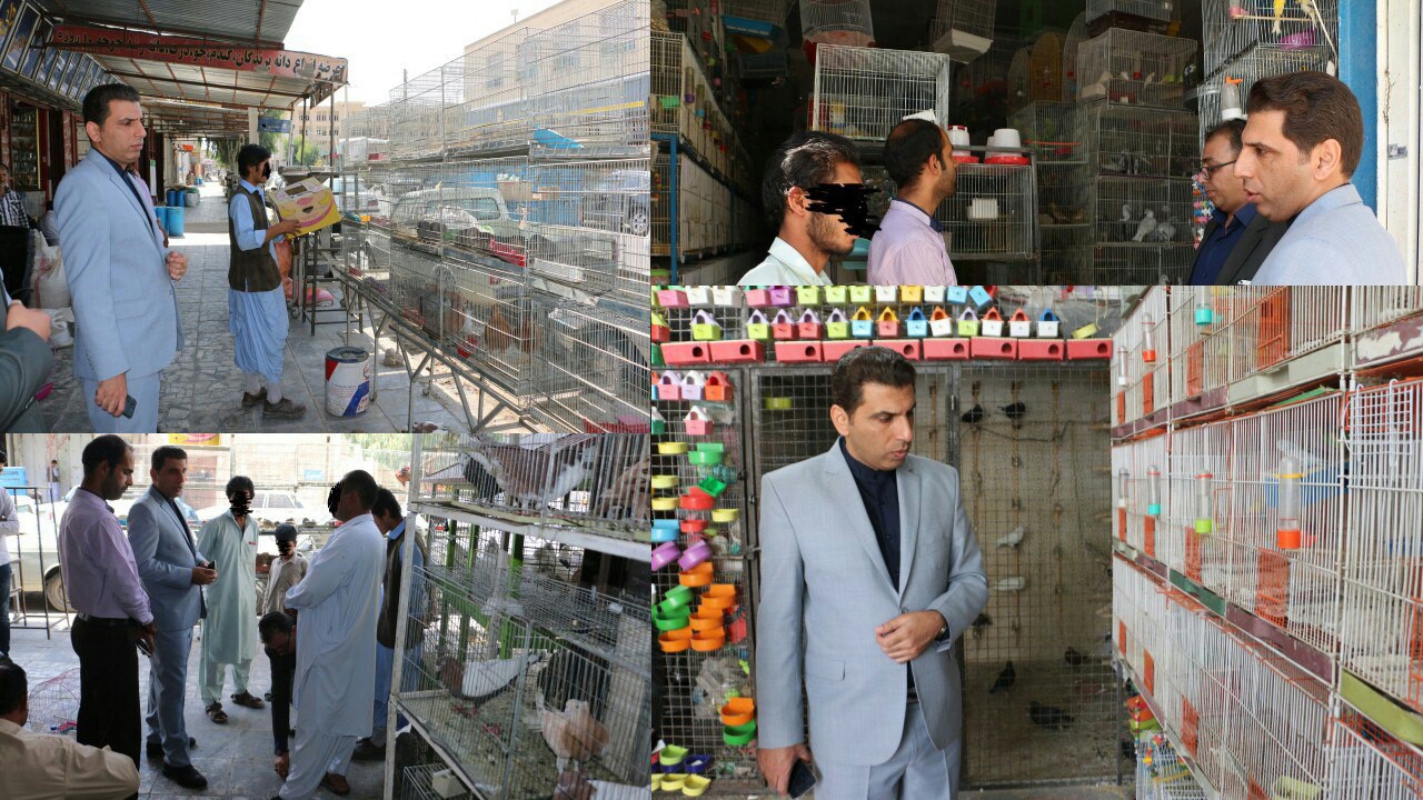 بازدید سرزده مدیرکل محیط زیست سیستان و بلوچستان از پرنده فروشی&zwnj;های زاهدان
