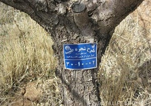پلاک گذاری ۴۱۵ درخت در طرح شجره طیبه