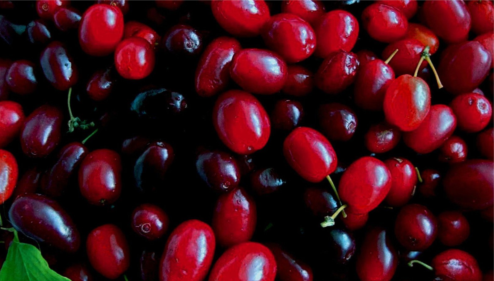 ساده ترین روش برای درمان پف چشم/با این میوه لذیذ به جنگ سرطان بروید! / با این کار آسان خستگی را از تنتان دور کنید