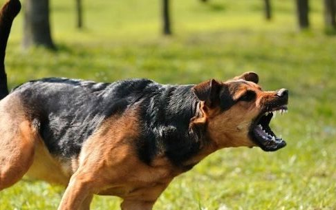 حیوان گزیدگی در گیلان افزایش یافت