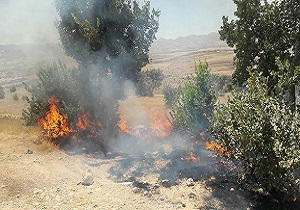 یک هکتار از مراتع و باغات حیدره طعمه حریق شد