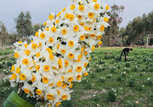 صادرات گل از مازندران به خارج از کشور