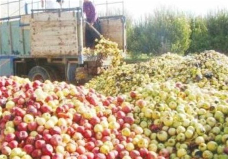 ۹ درصد سیب مانده در سردخانه‌ها هدر رفت