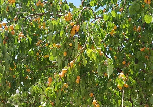 تولید ۱۵ هزار و ۹۵ تن انواع زردالو در استان همدان