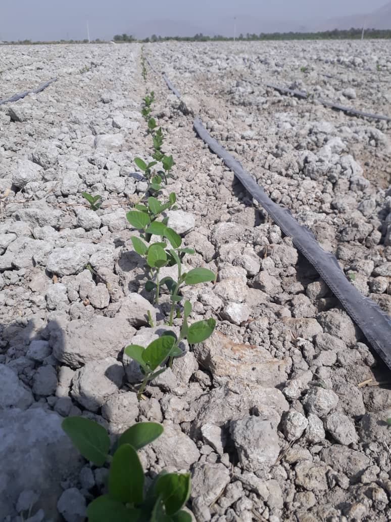 کاشت سویا برای اولین بار در قیروکارزین