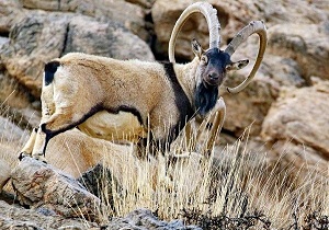 پخش مستند پازن های خانگرمز در شبکه مستند سیما