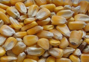 ماجرای ۱۴۰ هزار تن ذرت آلوده وارداتی به بندر امام خمینی(ره) به کجا رسید؟