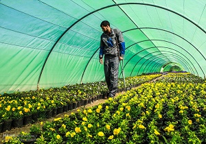 رونق کشت گلخانه‌ای در استان 