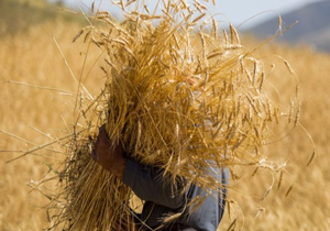 جولان دلالان در بازار خرید گندم/ کشاورزان فریب دلالان را نخورند