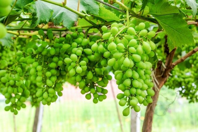 مروارید&zwnj;های سبزی که به یغما می&zwnj;رود