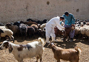 شاربن در کمین دام‌ها
